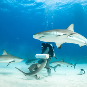 Reef shark passing above the feeder holding the bait tube up, Shark Junction, Grand Bahama, Bahamas