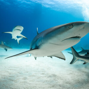 Close-up of a Caribbean reef shark head with feeder and sharks behind, Shark Junction, Grand Bahama, Bahamas