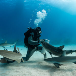 Kneeling feeder hand-feeding reef sharks with a nurse shark at his knee, Shark Junction, Grand Bahama, Bahamas