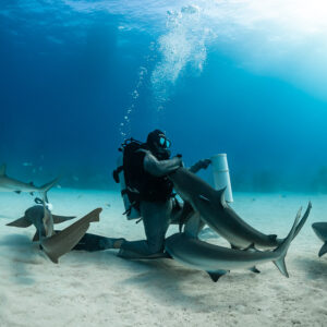 Feeder offering bait to a reef shark under the bright surface, Shark Junction, Grand Bahama, Bahamas