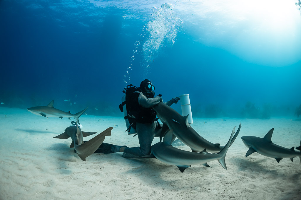 Nourrisseur présentant l’appât à un requin de récif sous la surface lumineuse, Shark Junction, Grand Bahama, Bahamas