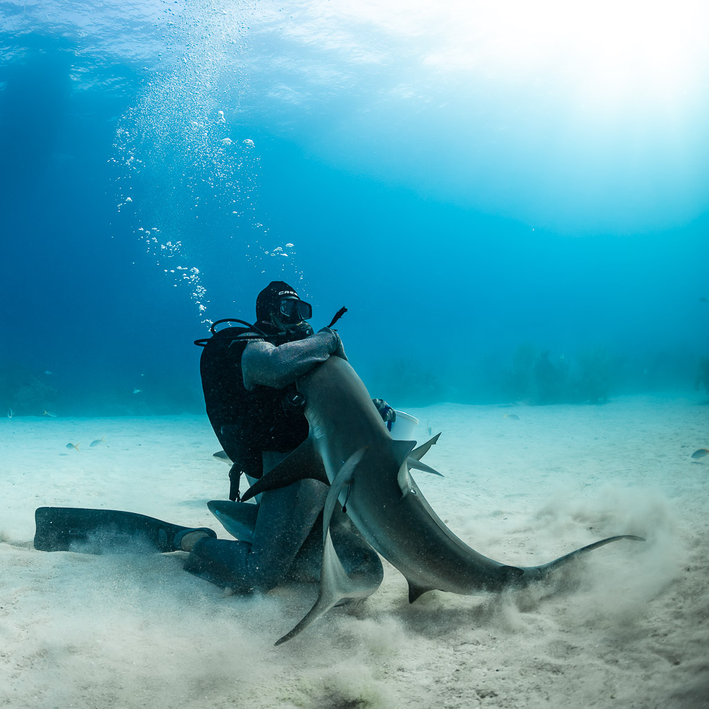 Vue verticale d’un requin de récif se tordant contre le nourrisseur agenouillé, Shark Junction, Grand Bahama, Bahamas