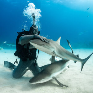 Feeder hugging a Caribbean reef shark, another shark below him, Shark Junction, Grand Bahama, Bahamas