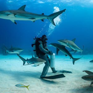 Reef shark overhead as sharks gather around the feeder and bait tube, Shark Junction, Grand Bahama, Bahamas