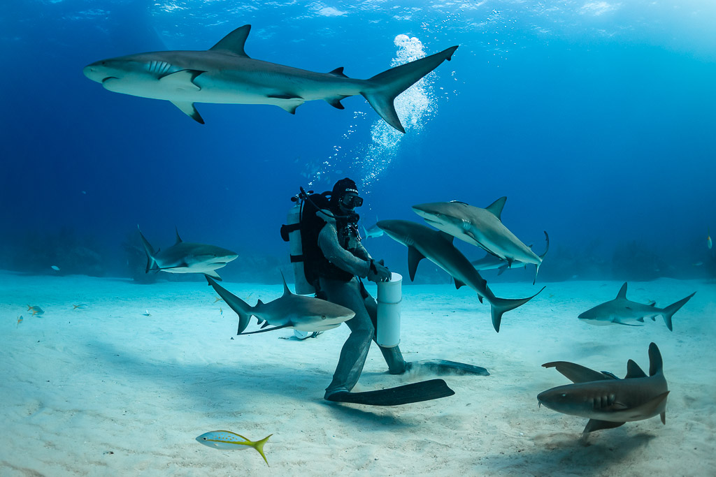 Reef shark overhead as sharks gather around the feeder and bait tube, Shark Junction, Grand Bahama, Bahamas