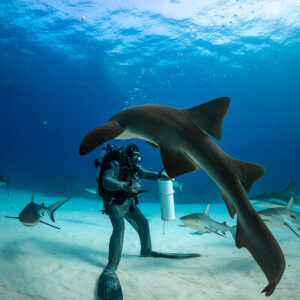 Nurse shark arching in front of the standing feeder under the surface, Shark Junction, Grand Bahama, Bahamas