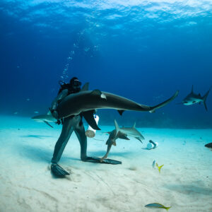 Reef shark gliding across the feeder’s chest, wide view of the arena, Shark Junction, Grand Bahama, Bahamas