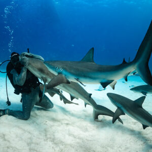 Kneeling feeder holding a reef shark, tail fin raised high, Shark Junction, Grand Bahama, Bahamas