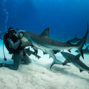 Kneeling feeder embracing a reef shark as others queue behind, Shark Junction, Grand Bahama, Bahamas