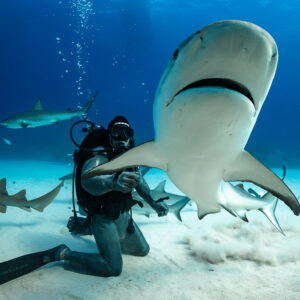 Reef shark white belly and mouth facing camera beside the feeder, Shark Junction, Grand Bahama, Bahamas