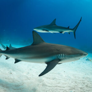 Deux requins de récif des Caraïbes nageant de profil au-dessus du sable blanc, Grand Bahama, Bahamas