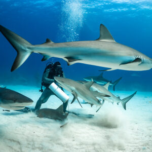 Grand requin de récif passant au-dessus du nourrisseur dans un nuage de sable, Shark Junction, Grand Bahama, Bahamas