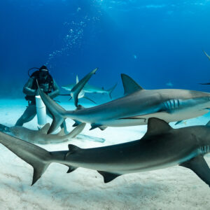 Two reef sharks crossing in front of the feeder at bait tube height, Shark Junction, Grand Bahama, Bahamas