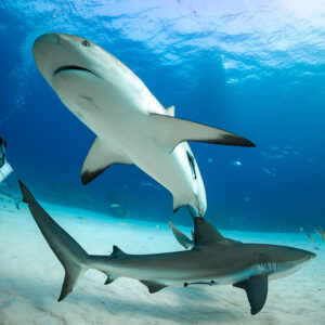 Reef shark turning belly-up toward the camera, feeder in background, Shark Junction, Grand Bahama, Bahamas