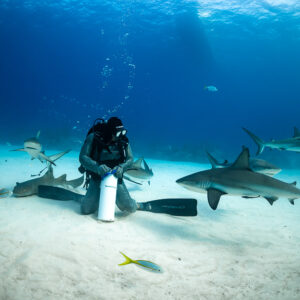 Nourrisseur agenouillé avec le tube d’appât parmi des requins de récif, vue large, Shark Junction, Grand Bahama, Bahamas