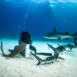 Feeder seated on sand surrounded by reef sharks and a nurse shark, Shark Junction, Grand Bahama, Bahamas