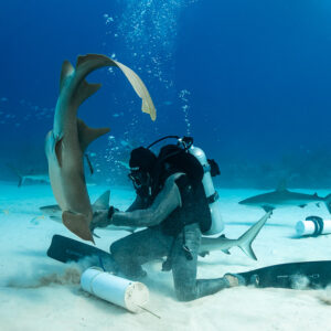 Nurse shark rearing up beside the kneeling feeder in chain mail, Shark Junction, Grand Bahama, Bahamas