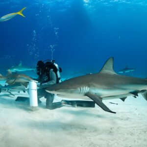 Reef shark passing in front of the kneeling feeder, yellowtail snapper above, Shark Junction, Grand Bahama, Bahamas