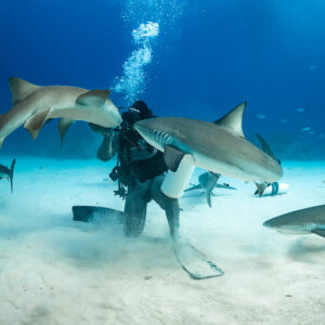 Nurse shark and reef shark converging on the feeder’s bait tube, Shark Junction, Grand Bahama, Bahamas