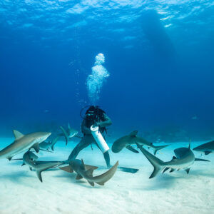 Feeder standing in a ring of reef sharks under the boat’s shadow, Shark Junction, Grand Bahama, Bahamas