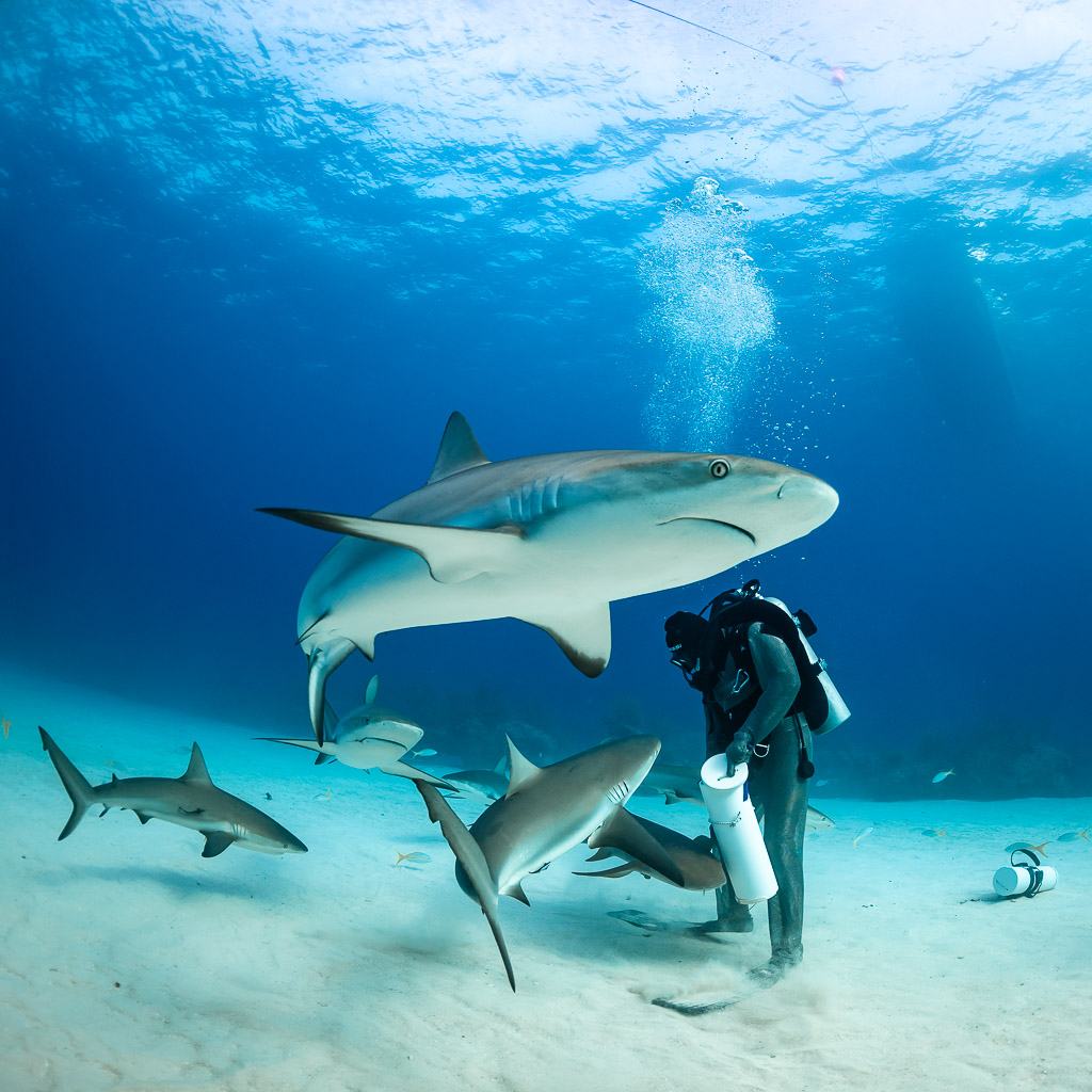 Vertical view of a reef shark gliding above the feeder and bait tube, Shark Junction, Grand Bahama, Bahamas