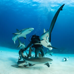 Vue verticale de requins de récif se tordant autour du nourrisseur, une queue dressée, Shark Junction, Grand Bahama, Bahamas