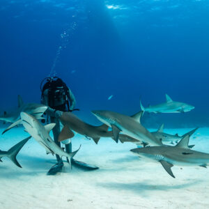 Meute de requins de récif se pressant de tous côtés autour du nourrisseur, Shark Junction, Grand Bahama, Bahamas