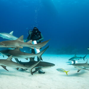 Reef sharks layered in front of the feeder, yellowtail snapper below, Shark Junction, Grand Bahama, Bahamas