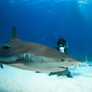 Caribbean reef shark close to camera with feeder in the distance, Shark Junction, Grand Bahama, Bahamas