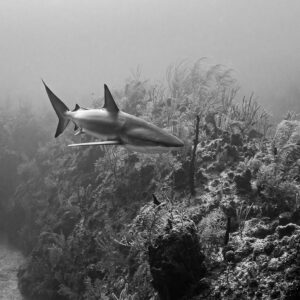 Black-and-white Caribbean reef shark swimming over a soft-coral reef, Grand Bahama, Bahamas