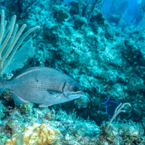 Calicagère longeant le récif près d’une gorgone, chirurgien bleu derrière, Grand Bahama, Bahamas