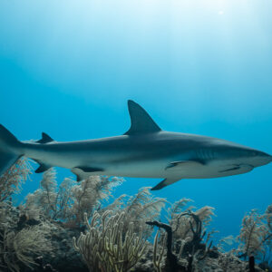 Caribbean reef shark in profile above sea fans under sunbeams, Grand Bahama, Bahamas