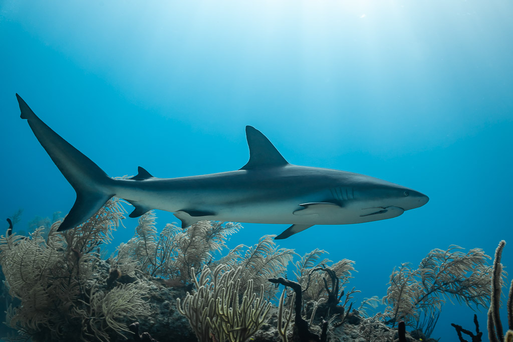 Caribbean reef shark in profile above sea fans under sunbeams, Grand Bahama, Bahamas