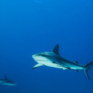 Caribbean reef shark approaching in blue water, second shark below, Grand Bahama, Bahamas