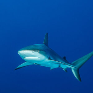 Caribbean reef shark three-quarter front view in deep blue water, Grand Bahama, Bahamas