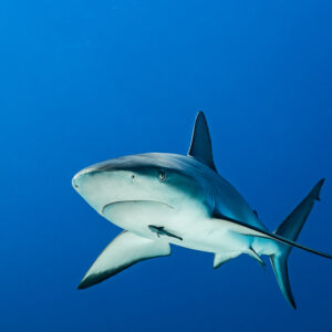 Caribbean reef shark head-on with pectoral fins spread in blue water, Grand Bahama, Bahamas