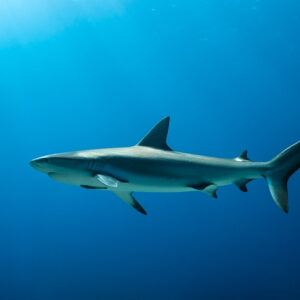 Caribbean reef shark full profile in open blue water, Grand Bahama, Bahamas