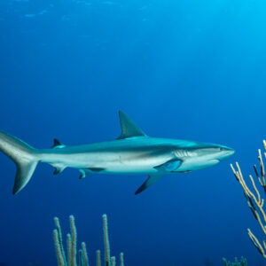 Caribbean reef shark swimming past sea rods in blue water, Grand Bahama, Bahamas
