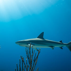 Caribbean reef shark in profile between sea rods under soft light, Grand Bahama, Bahamas