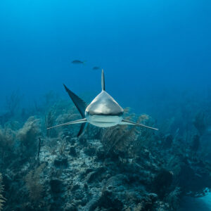 Caribbean reef shark head-on over a reef, symmetrical front view, Grand Bahama, Bahamas