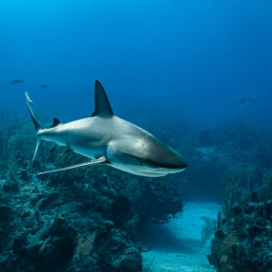 Caribbean reef shark turning toward the camera above reef outcrops, Grand Bahama, Bahamas
