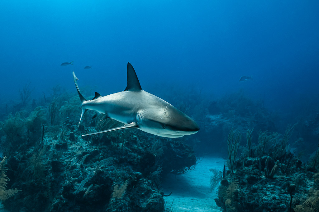 Caribbean reef shark turning toward the camera above reef outcrops, Grand Bahama, Bahamas