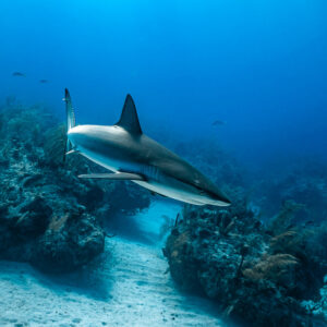 Caribbean reef shark gliding down a sand channel between reef blocks, Grand Bahama, Bahamas