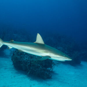Caribbean reef shark cruising low past a reef outcrop on sand, Grand Bahama, Bahamas