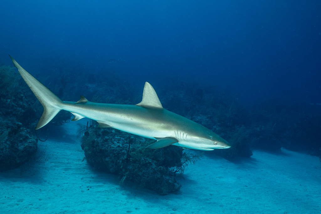 Caribbean reef shark cruising low past a reef outcrop on sand, Grand Bahama, Bahamas