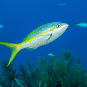 Yellowtail snapper swimming in blue water above the reef, Grand Bahama, Bahamas