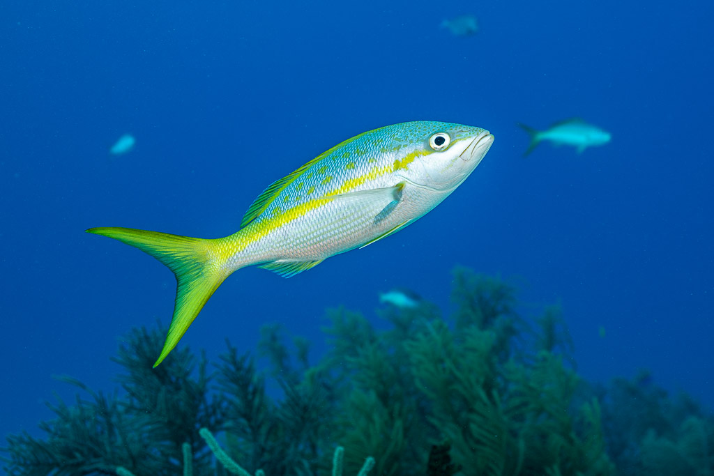 Yellowtail snapper swimming in blue water above the reef, Grand Bahama, Bahamas