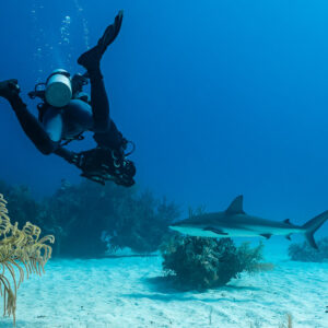 Diver descending head-down toward a Caribbean reef shark over sand, Grand Bahama, Bahamas