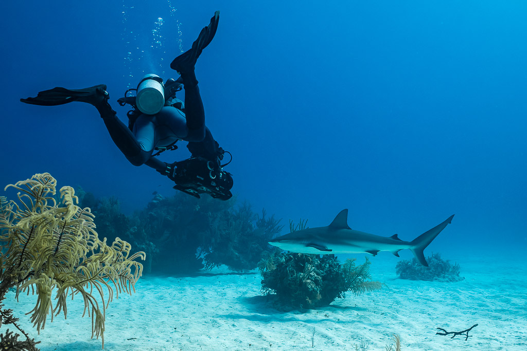 Diver descending head-down toward a Caribbean reef shark over sand, Grand Bahama, Bahamas