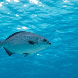 Calicagère nageant juste sous la surface ridée, Grand Bahama, Bahamas